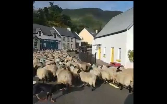 Farm dogs herd a massive flock of sheep through small Irish village