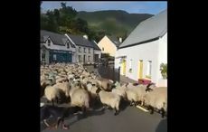 WATCH: Irish farm dogs herd massive flock of sheep through Galway village