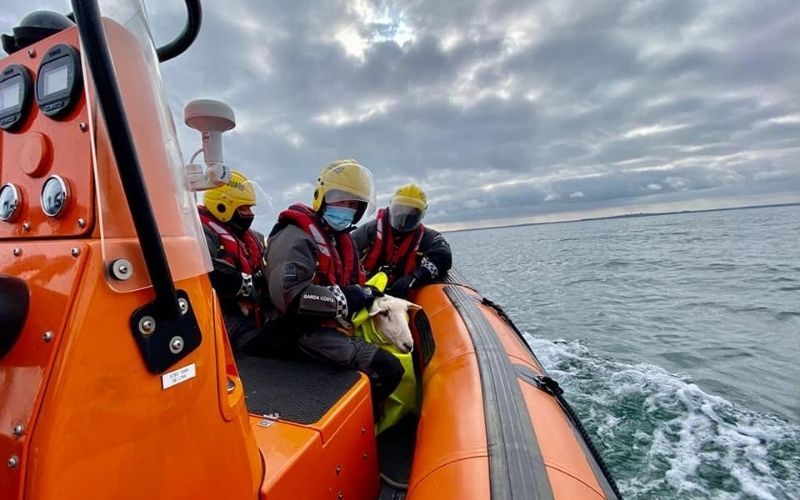 Seven-month-old lamb rescued off side of cliff in County Dublin 