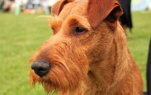 An Irish Terrier.