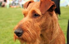 Notre Dame used to have Irish Terriers as their mascots