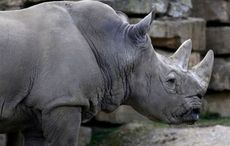 Irish Traveller gang on trial for trafficking of $15.4m worth of rhino horns