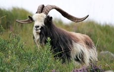 WATCH: 25 goats sent from Mayo to help prevent hill fires in Dublin seaside area