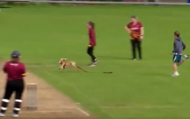Dazzle the dog interrupted the Women\'s All-Ireland Cricket semi-final over the weekend