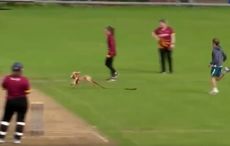 WATCH: Dazzle the dog interrupts Women's All-Ireland Cricket semi-final
