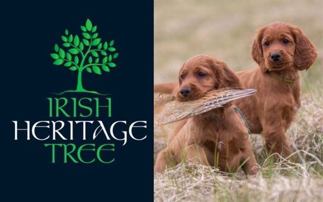 Plant an Irish Heritage Tree for your beloved pet