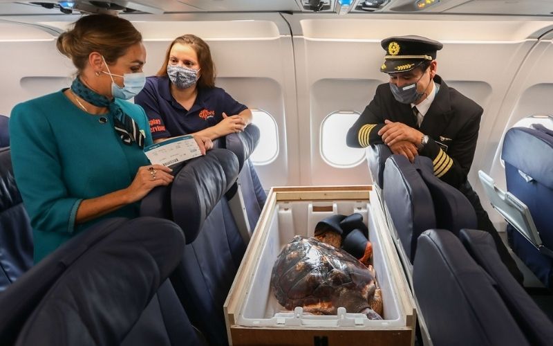 Precious cargo - Aer Lingus flies loggerhead turtle home to Gran Canaria