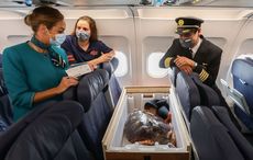 Precious cargo - Aer Lingus flies loggerhead turtle home to Gran Canaria