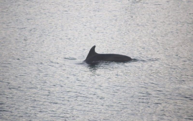Tragedy as friendly dolphin found dead in Cork Harbour