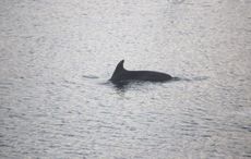 Tragedy as friendly dolphin found dead in Cork Harbour