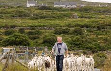 The original GOAT! Ireland's famous islands launch Aran Food Tour