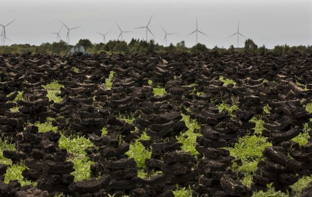 July 7, 2019: Saved turf (peat) drying out on the Bog of Allen in County Kildare, while in the background, the wind turbines at Mount Lucas are visible.