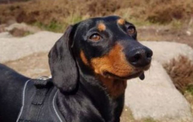 A GoFundMe has been launched to help get justice for Keisha the Dublin dachshund pup.