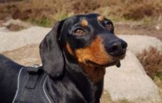 Dog was tortured before being killed by Dublin thugs, owner reveals