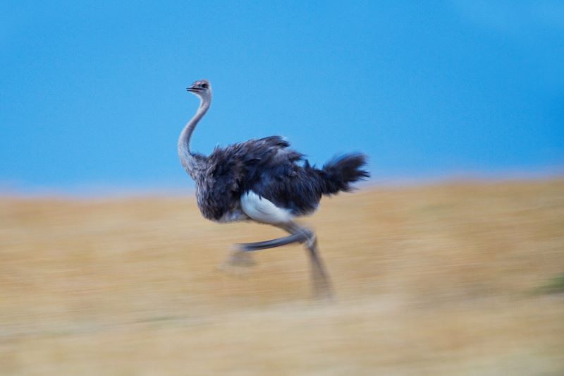 John Francis Peggotty: The Irish Birdman of the Coorong
