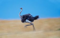 John Francis Peggotty: The Irish Birdman of the Coorong