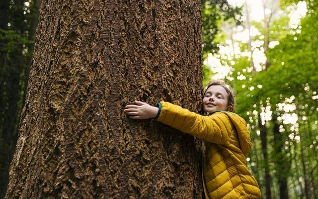 “Trees for Ireland” - a rebirth and return