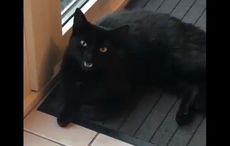 WATCH: Irish cats go viral for their strong Irish accents