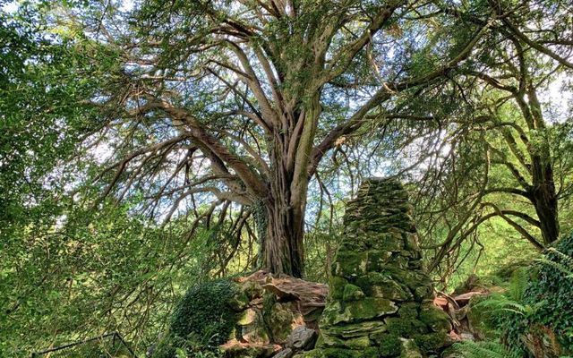 Witch\'s Yew at Blarney Castle, Cork