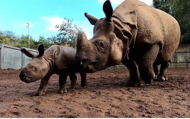 Foa Wildlife Park in Co Cork welcomed an Indian Rhino, the first ever to be born in Ireland, on September 19.