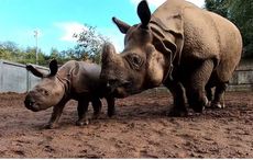 Fota Wildlife Park welcomes first-ever Indian Rhino to be born in Ireland