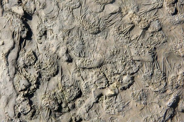 Detailed view of fossil sea urchins, with their spines still attached, preserved on limestone surface at Hook Head, Co Wexford 