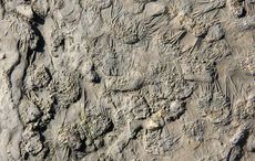 Wexford fossil discovery is "one of the most exceptional and striking" in the last century