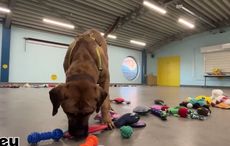 WATCH: Heartwarming video of dogs selecting Christmas toys
