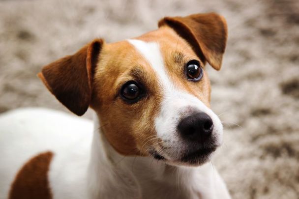 A Jack Russell terrier dog.