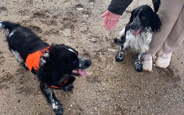 Dog siblings accidentally met up on Kerry beach on Christmas day.