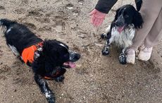 WATCH: Dog siblings reunite on Christmas Day on Co Kerry beach