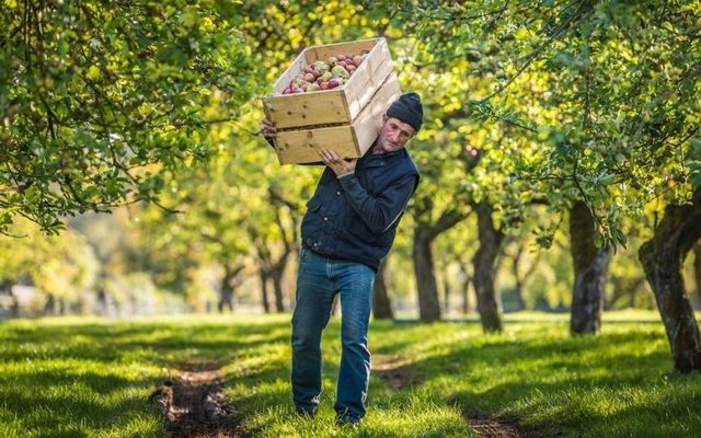 Experience the refreshing taste of Magners Irish cider 