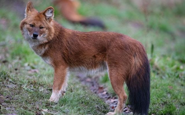 An endangered dhole at its new home in Dublin Zoo. 