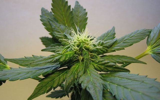 US billionaire's firm plans for cannabis farm on island in the Irish Sea