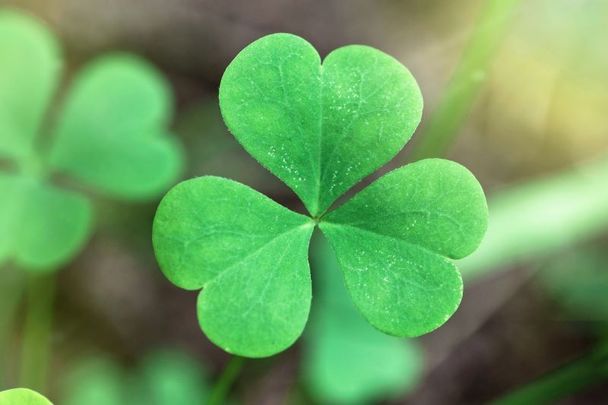 How one Irish woman in Paris paid forward an act of kindness involving a sprig of fresh shamrock.