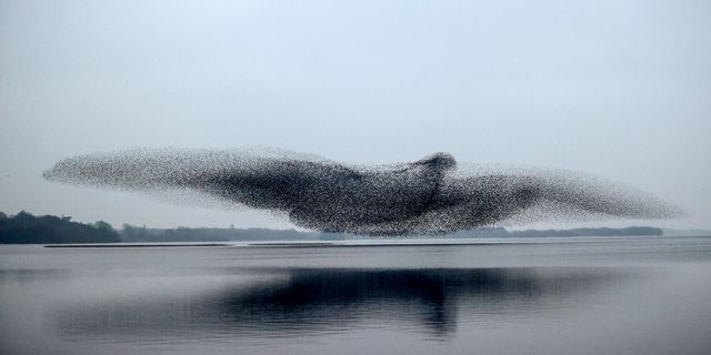 James Crombie’s award-winning photo, ‘Murmuration’.