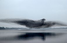 Incredible murmuration photographer wins top prize in Press Photographers Awards