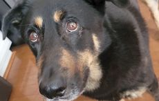 Dog abandoned for being "gay" rescued and renamed Oscar Wilde