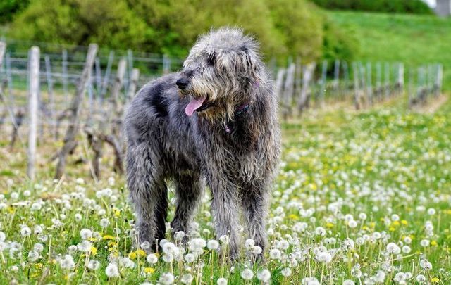 An Irish Wolfhound, one the oldest breeds of dog in Ireland.