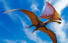 Irish study makes remarkable discovery about flying reptiles and their color-changing feathers