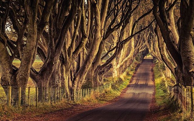 The Dark Hedges in County Antrim made famous international by HBO\'s \"Game of Thrones\".