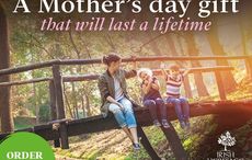 Giver her the gift of a tree planted in Ireland this Mother's Day