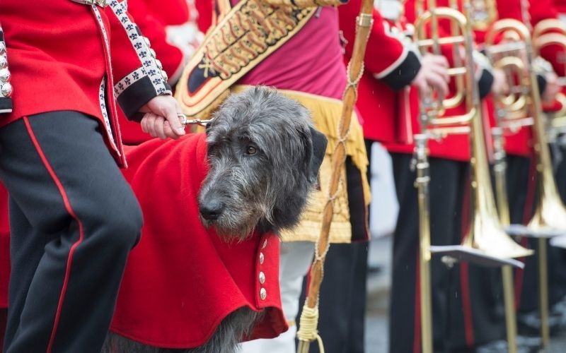 Members of Queen Elizabeth’s Irish Guards charged with drugs and money laundering charges