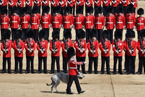 June 2, 2022: The mascot Irish wolfhound dog of the Irish Guards, a regiment of the Household Division Foot Guards, walks with its handler during the Trooping the Colour at Horse Guards in London, England. The Platinum Jubilee of Elizabeth II is being celebrated from June 2 to June 5, 2022, in the UK and Commonwealth to mark the 70th anniversary of the accession of Queen Elizabeth II on 6 February 1952