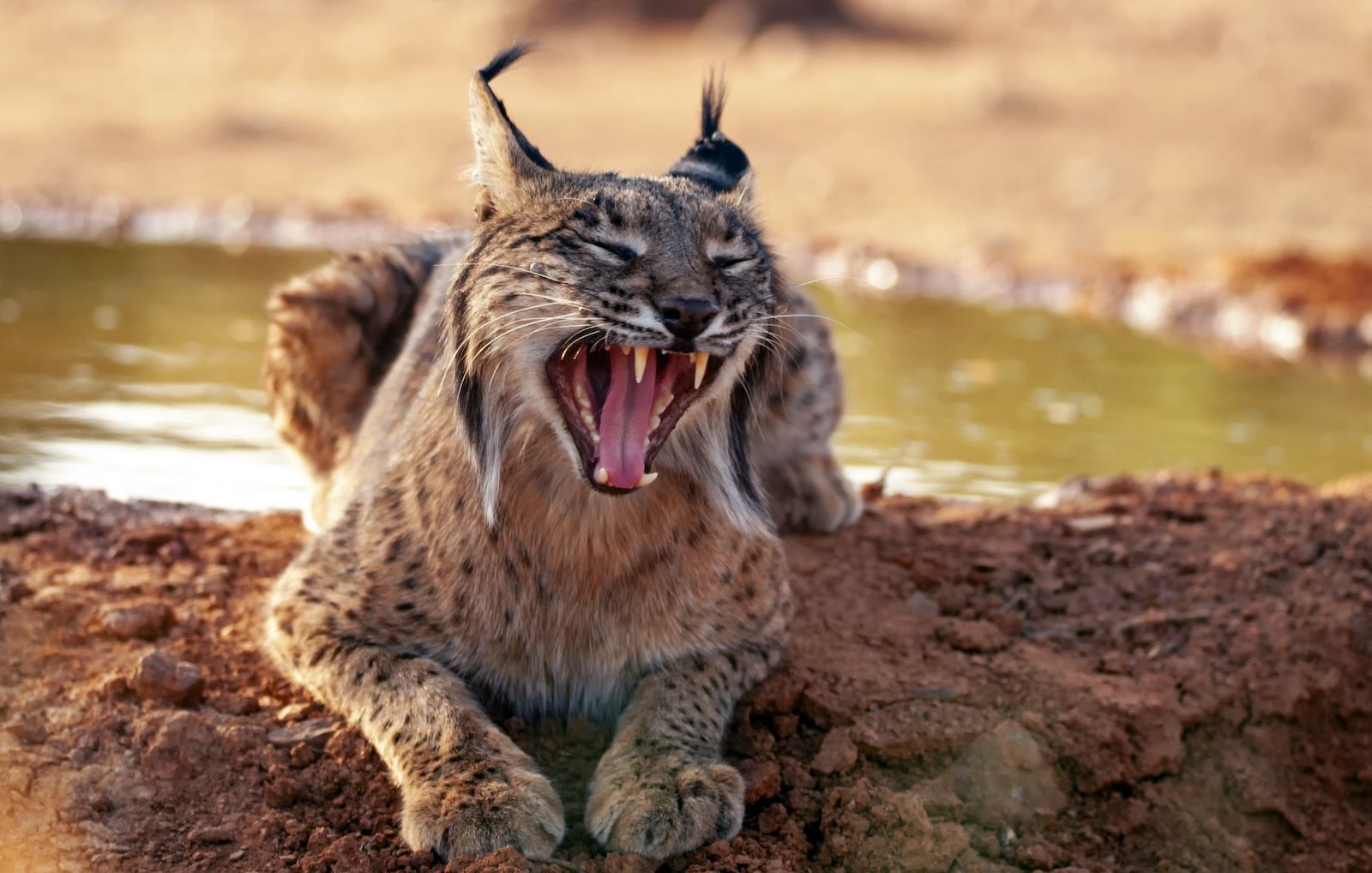 Reintroduction of lynx in Ireland could combat deer "pests," report suggests
