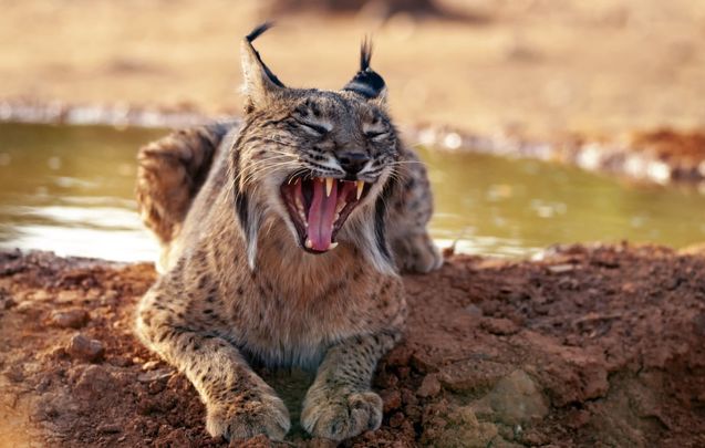 The Eurasian lynx, photographed in Spain. 