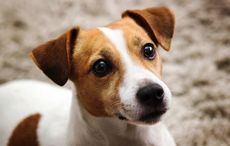 Nearly 40,000 people sign petition to save Co Roscommon man's dog