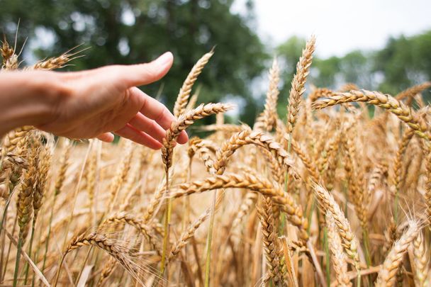 The ancient Celtic festival of Lughnasa - abundance, feasting and celebration.