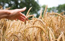 From hunger to harvest - the history of the ancient Celtic festival Lughnasa