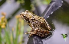 Cork scientists discovered prehistoric frogs died in swamp sex trap